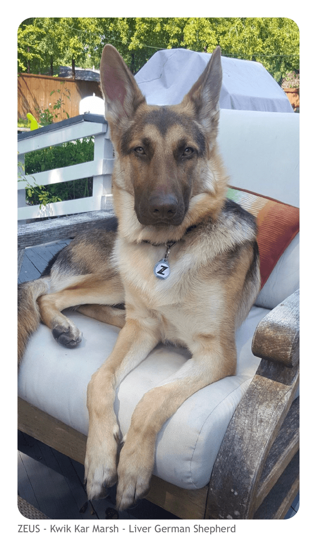 best-looking-german-shepherd-dog