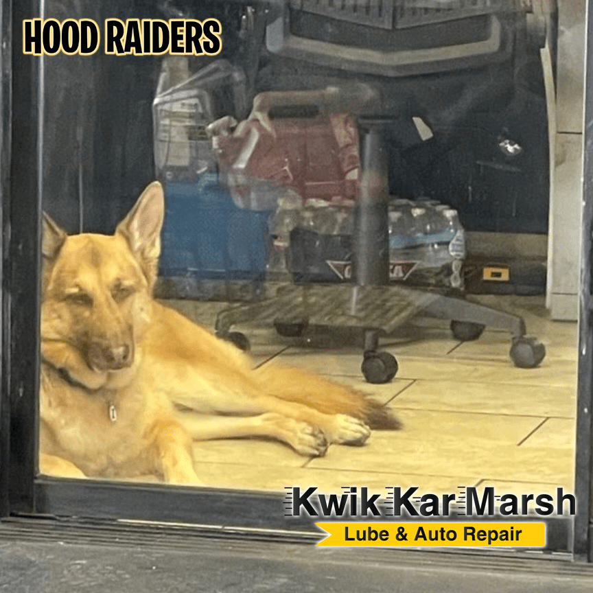 zeus-at-kwik-kar-marsh-hood-raiders-2023